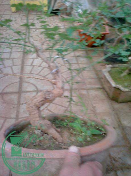 IMG0330134600.jpg