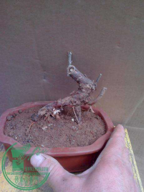 IMG0330135400.jpg