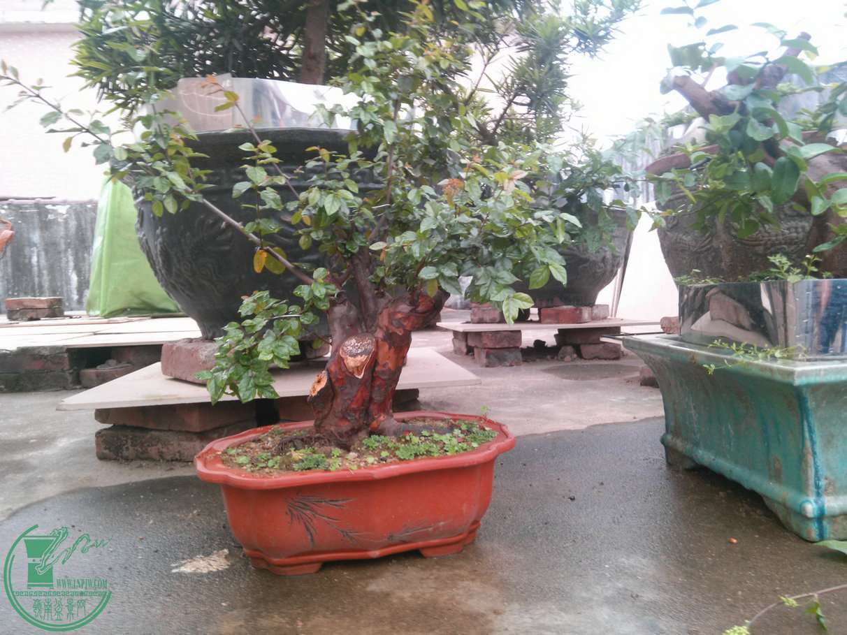 IMG20150403081143.jpg