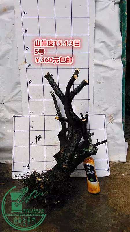psb (11).jpg
