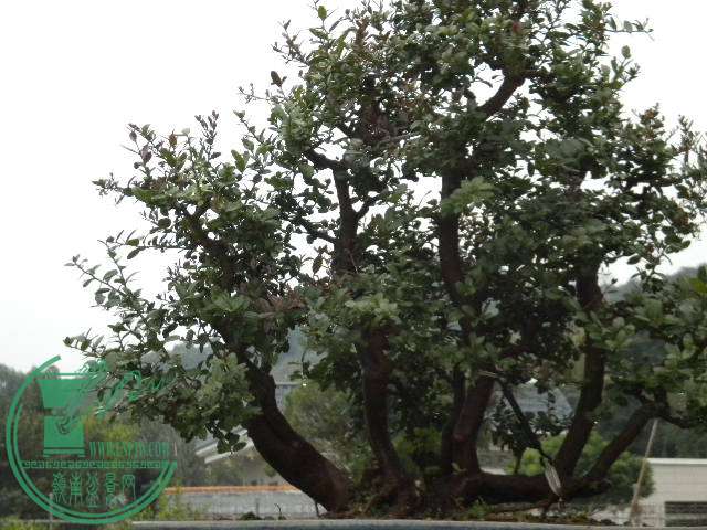DSCN8026.JPG