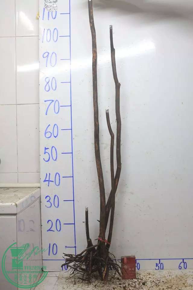 psb (12).jpg