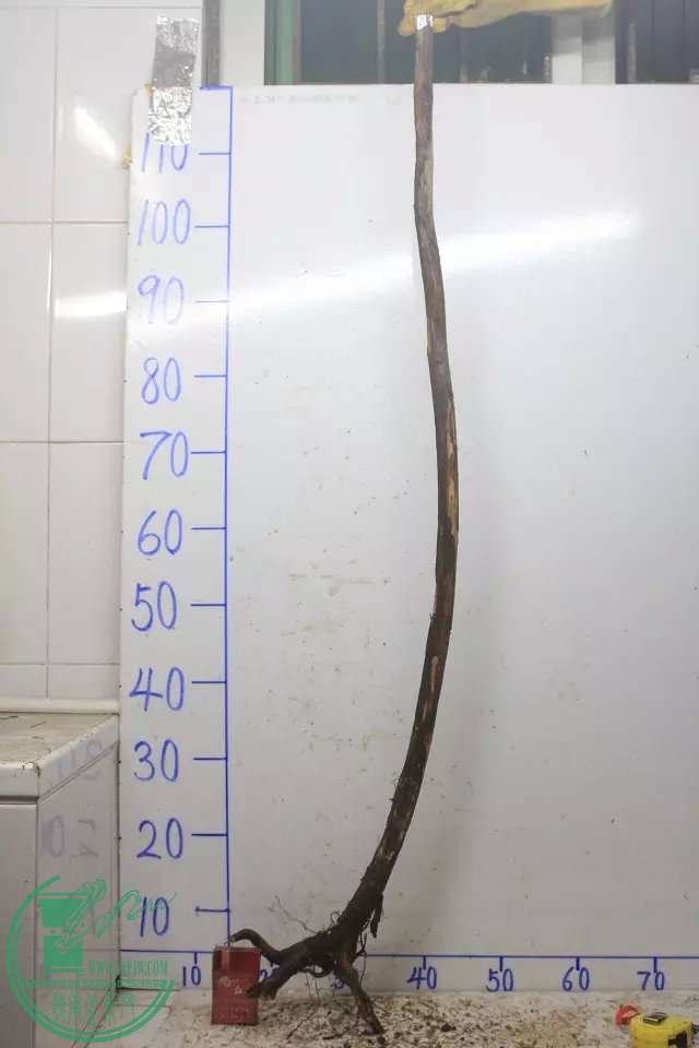 psb (3).jpg