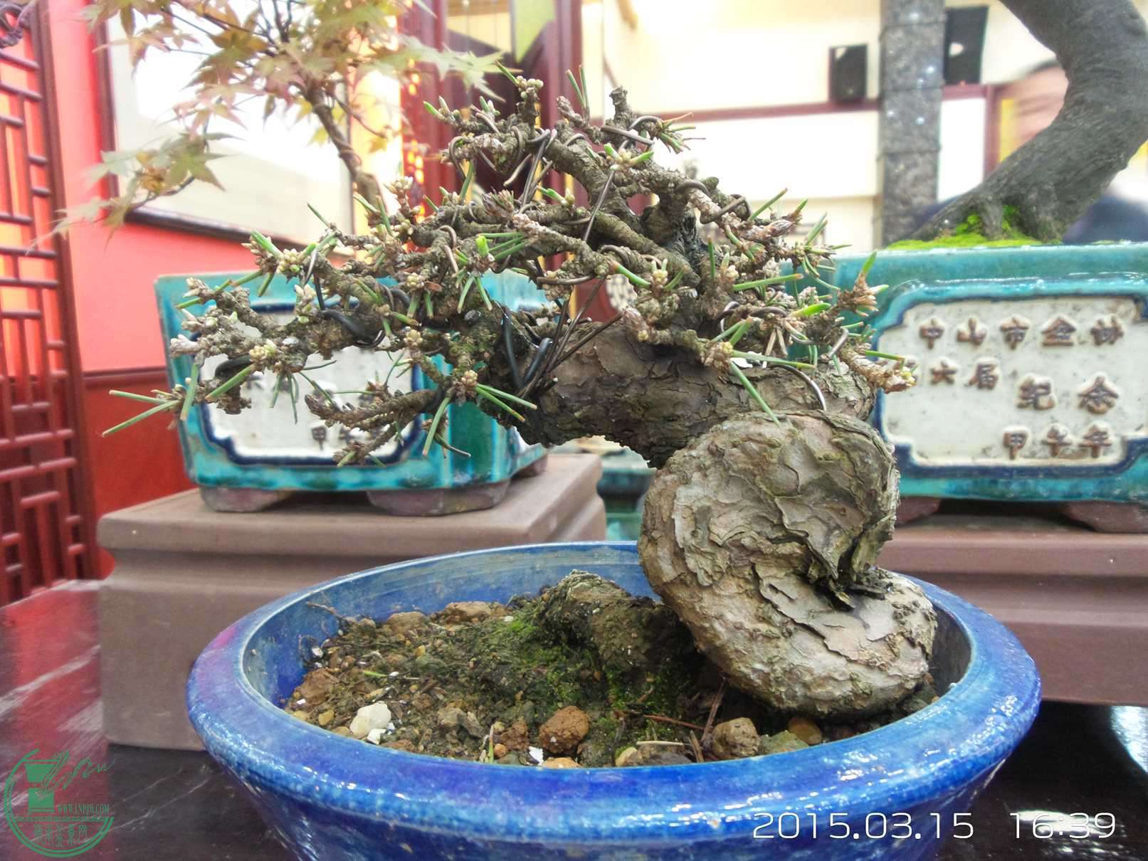 20150315_163915.jpg