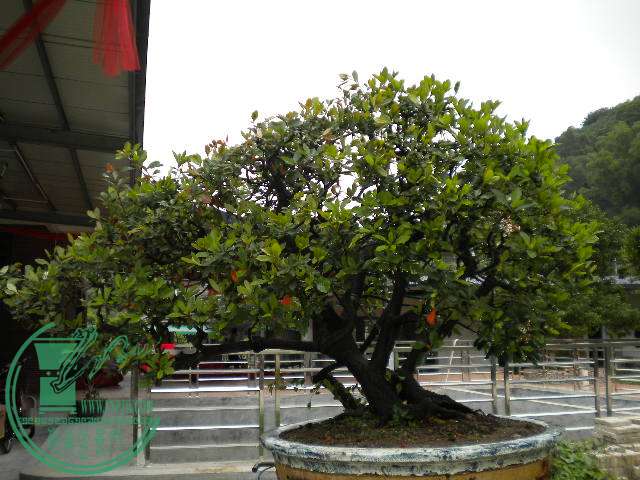 DSCN8015.JPG