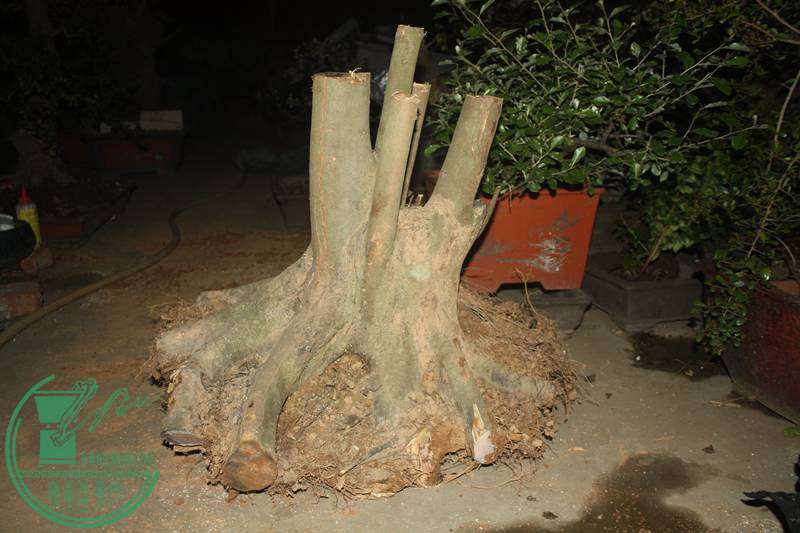 Ƭ20131026ۺ 2672.jpg