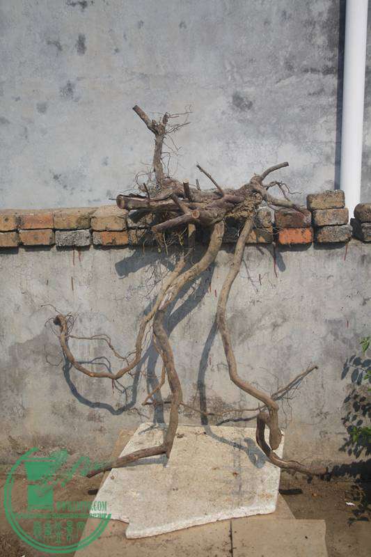 Ƭ20131026ۺ 2889.jpg