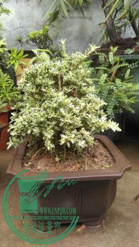IMAG0272.jpg