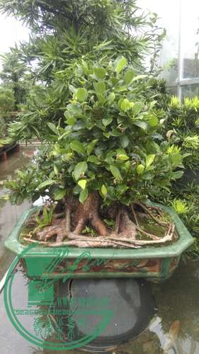 IMAG0268.jpg