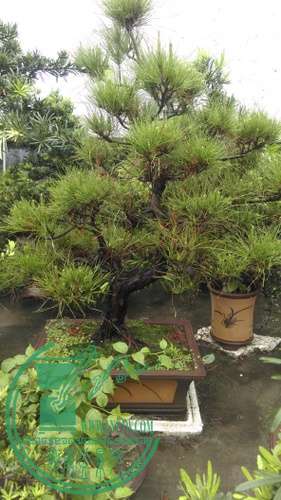 IMAG0267.jpg
