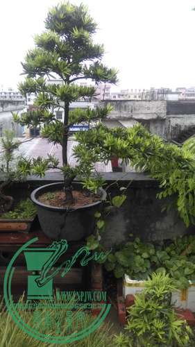 IMAG0265.jpg