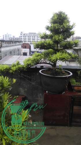IMAG0264.jpg