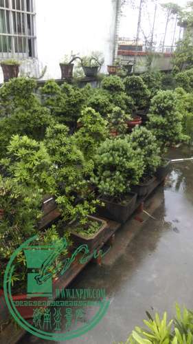 IMAG0259.jpg