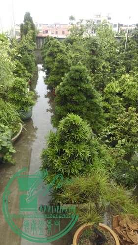 IMAG0253.jpg