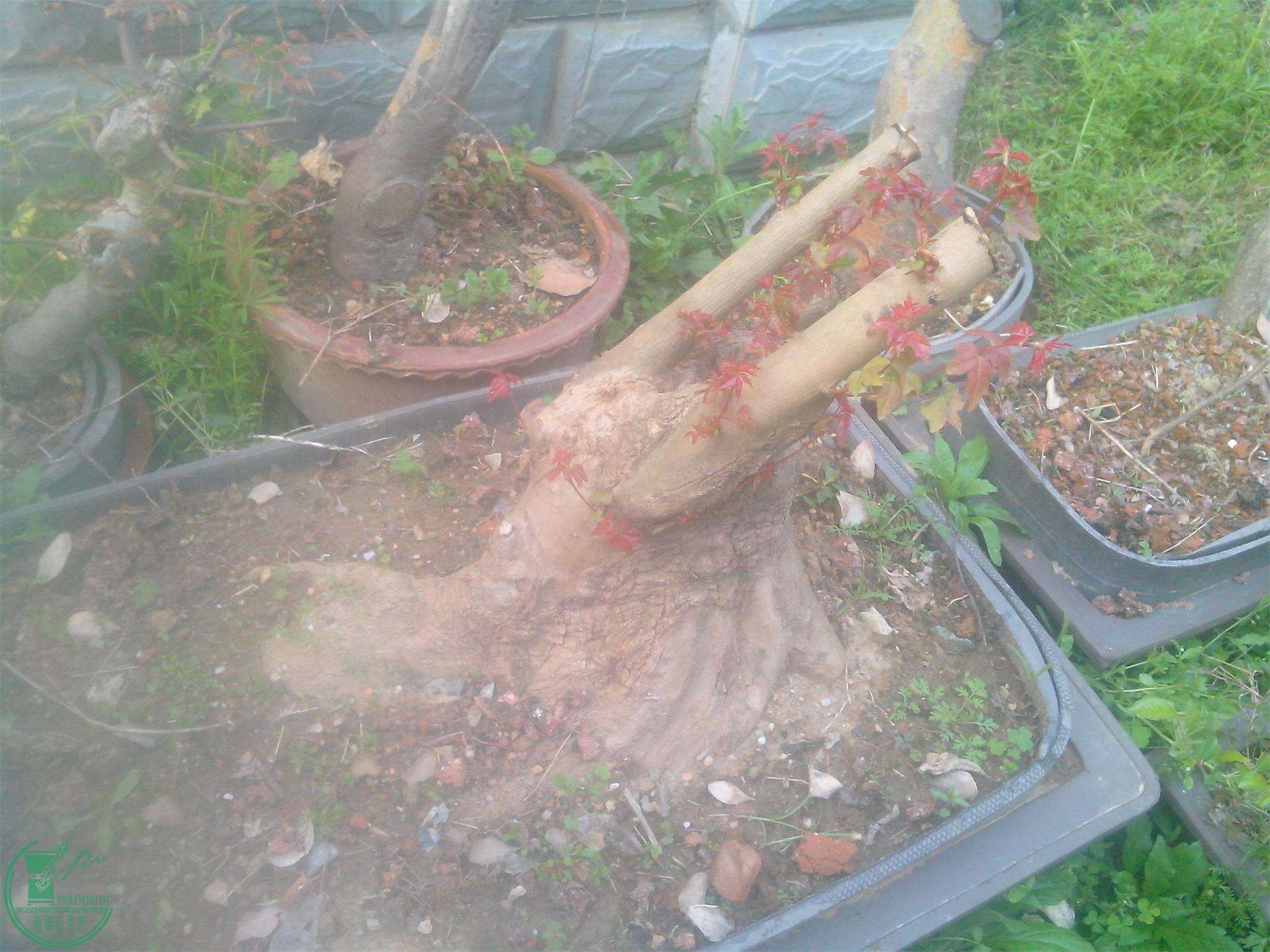 IMG20150410001.jpg