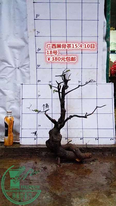 psb (50).jpg