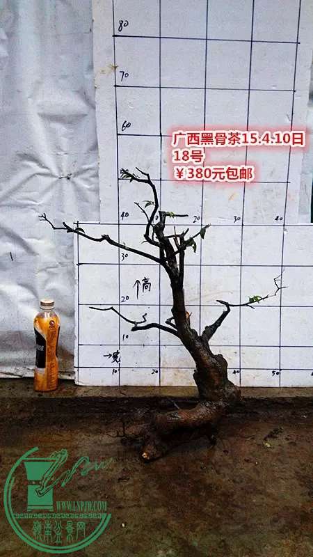 psb (51).jpg
