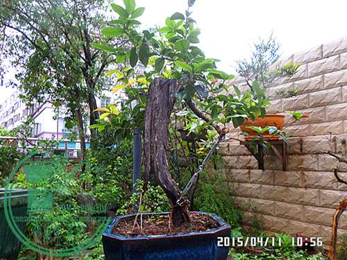SAM_3435_й1_333.jpg