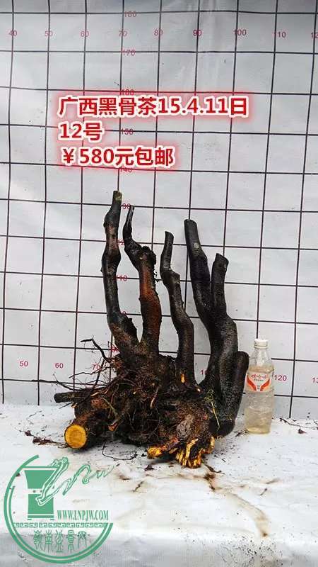 psb (25).jpg