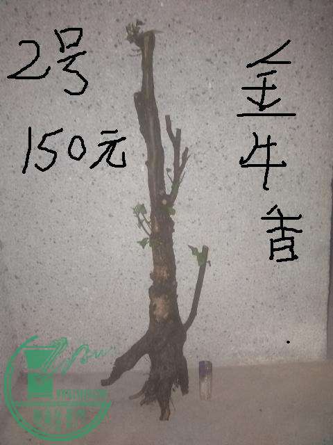 IMG_20150412_194220.jpg
