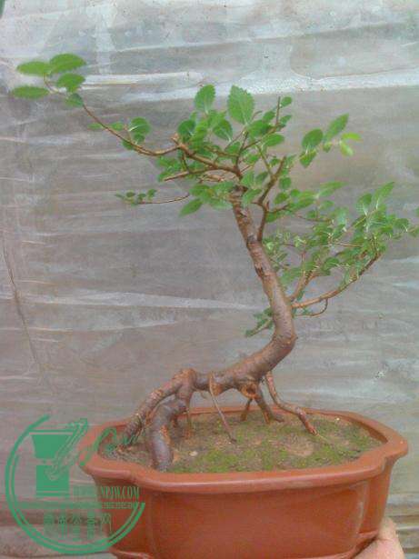 IMG0413121100.jpg