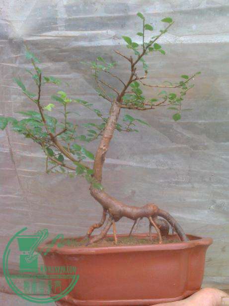 IMG0413121200.jpg