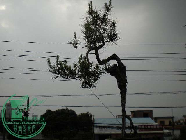 DSCN7964.JPG