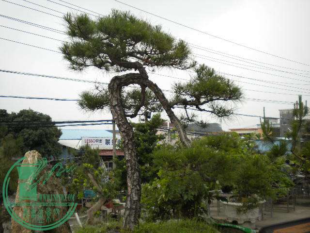 DSCN7971.JPG