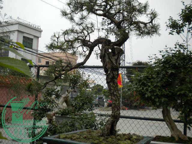 DSCN7999.JPG
