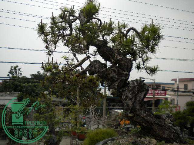 DSCN7975.JPG