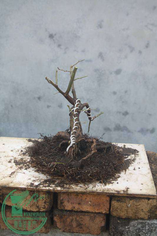 Ƭ20131026ۺ 2950.jpg