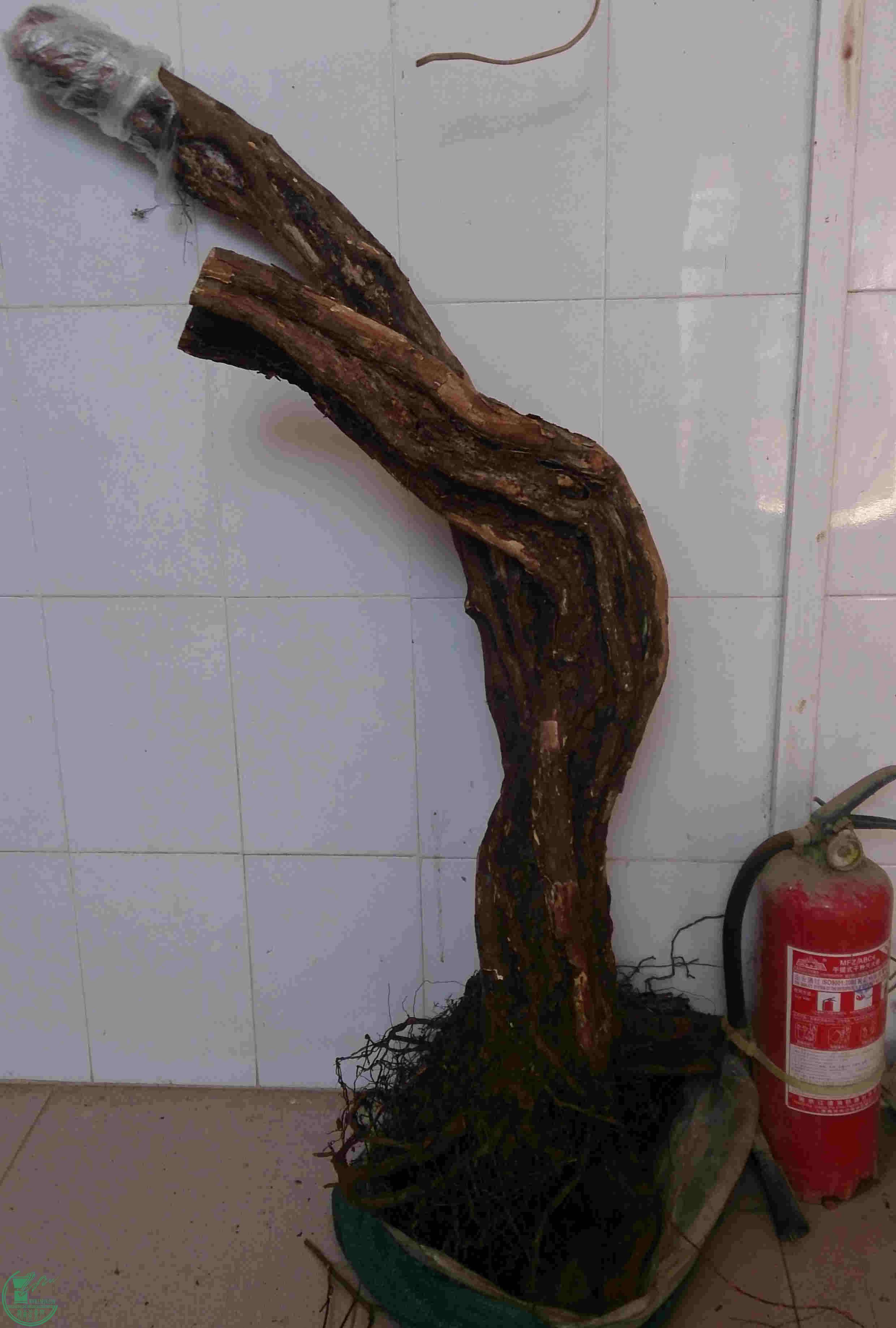 DSC_2497_1.jpg