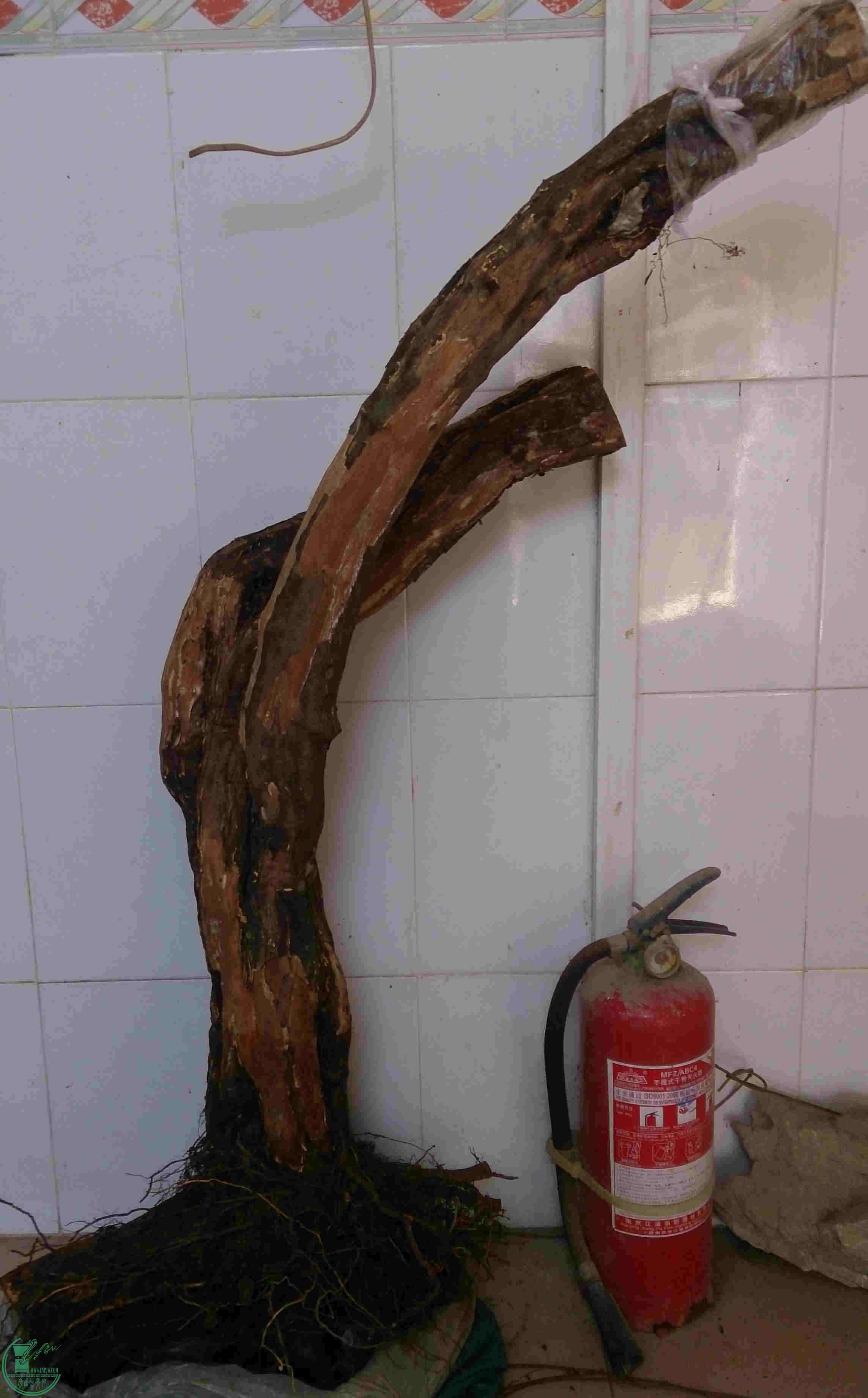 DSC_2500_1.jpg