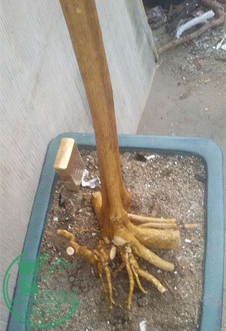 4_.jpg