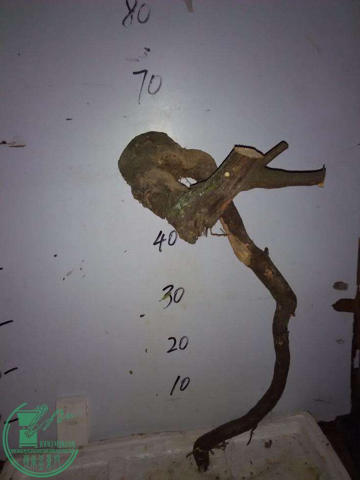 .jpg