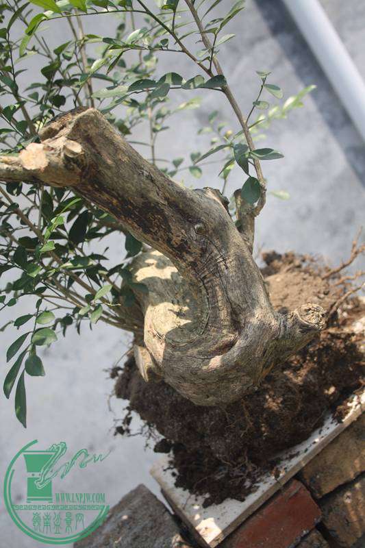 Ƭ20131026ۺ 2975.jpg