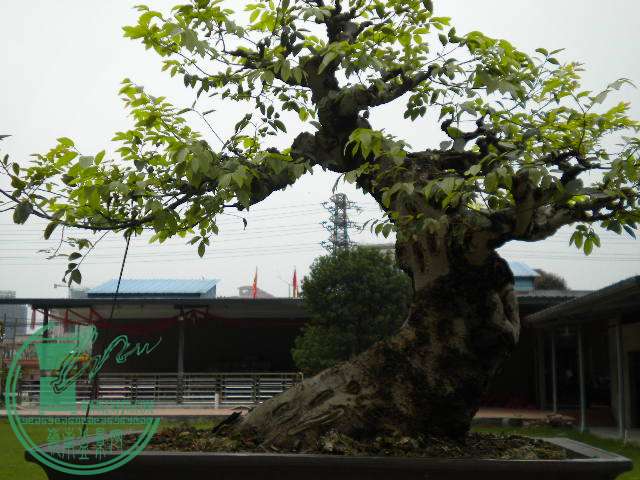 DSCN8028.JPG