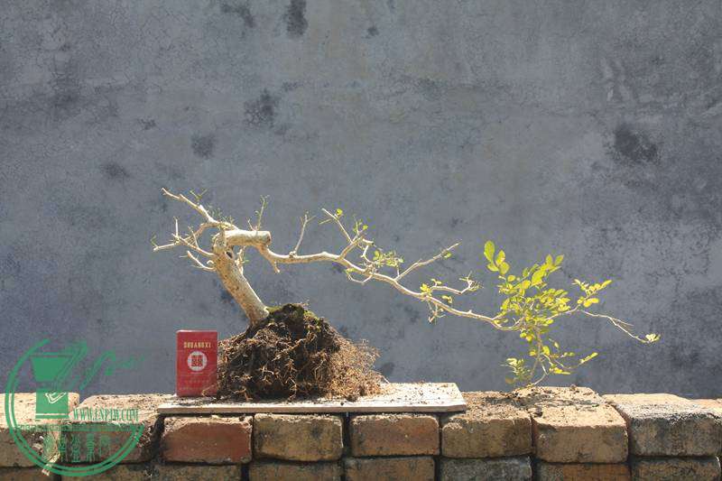 Ƭ20131026ۺ 2988.jpg