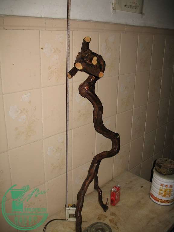 010.JPG