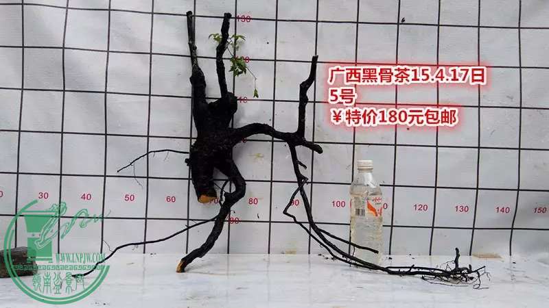 psb (10).jpg