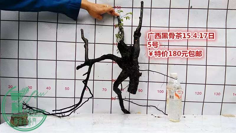 psb (11).jpg