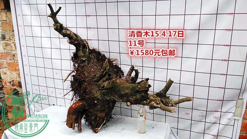 psb (25).jpg