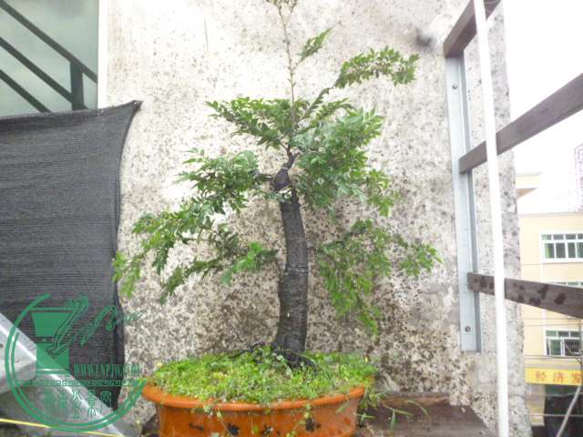 P1130683.JPG