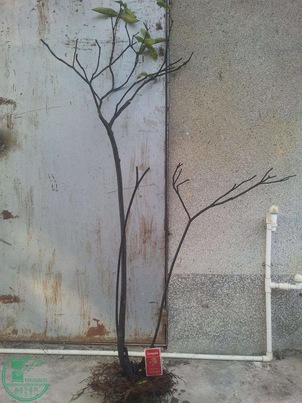 20150416_165732.JPG