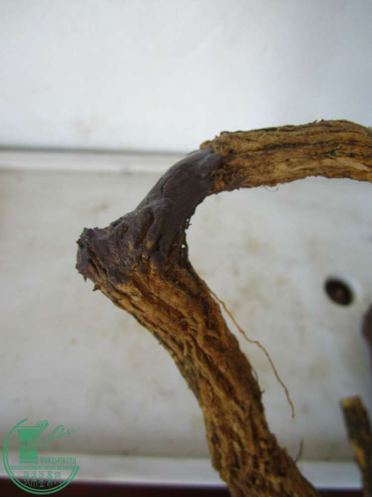 IMG_4296.JPG