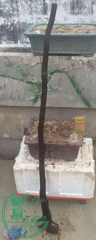 8_.jpg