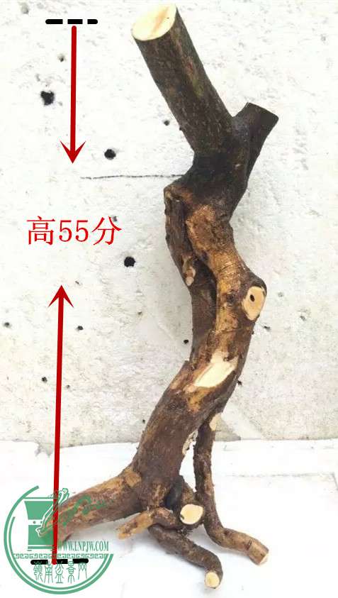 psb4_1.jpg
