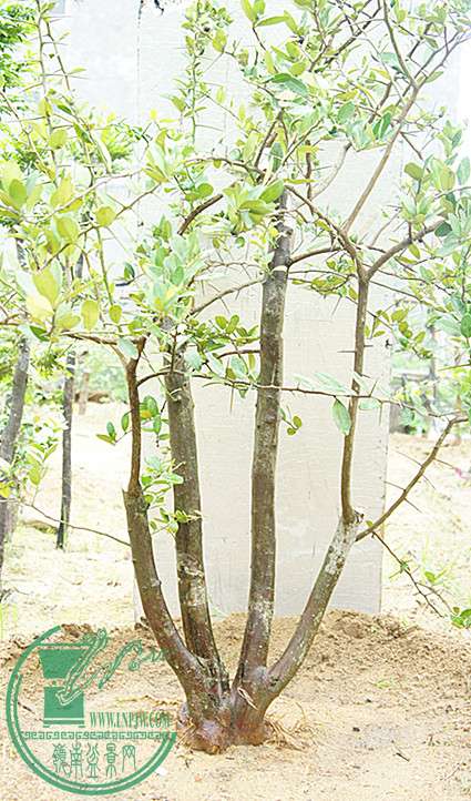 DSC00161_.jpg