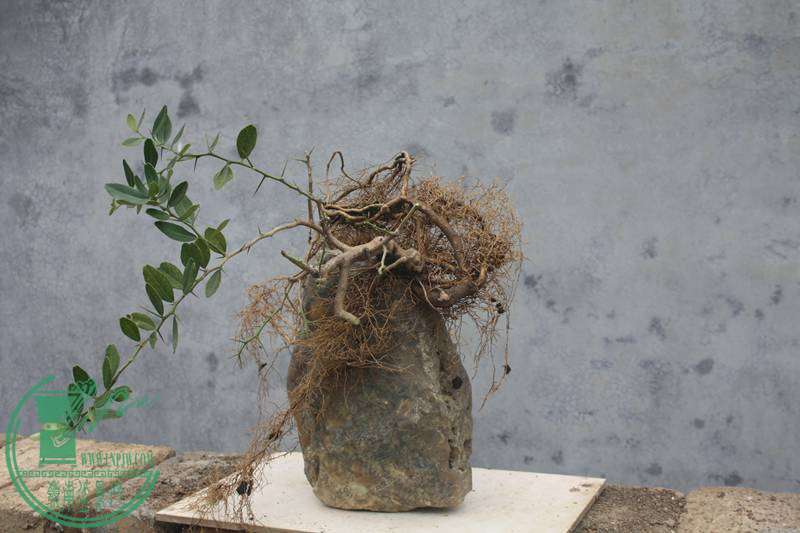 Ƭ20131026ۺ 2999.jpg