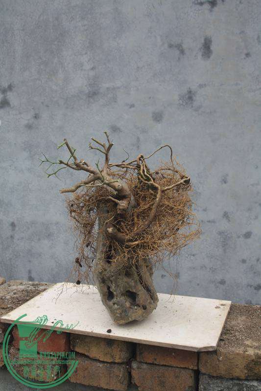 Ƭ20131026ۺ 3001.jpg